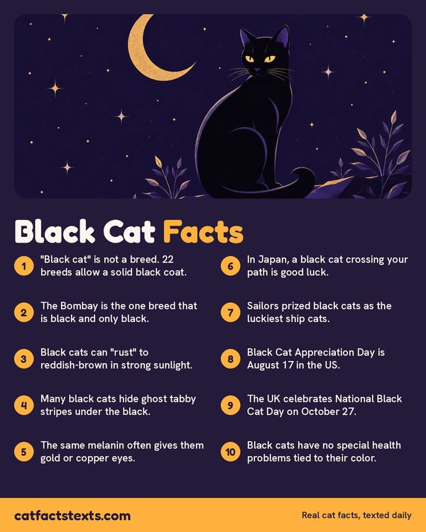 Infographic: 10 black cat facts, from the Bombay breed to black cats rusting in the sun and bringing good luck in Japan