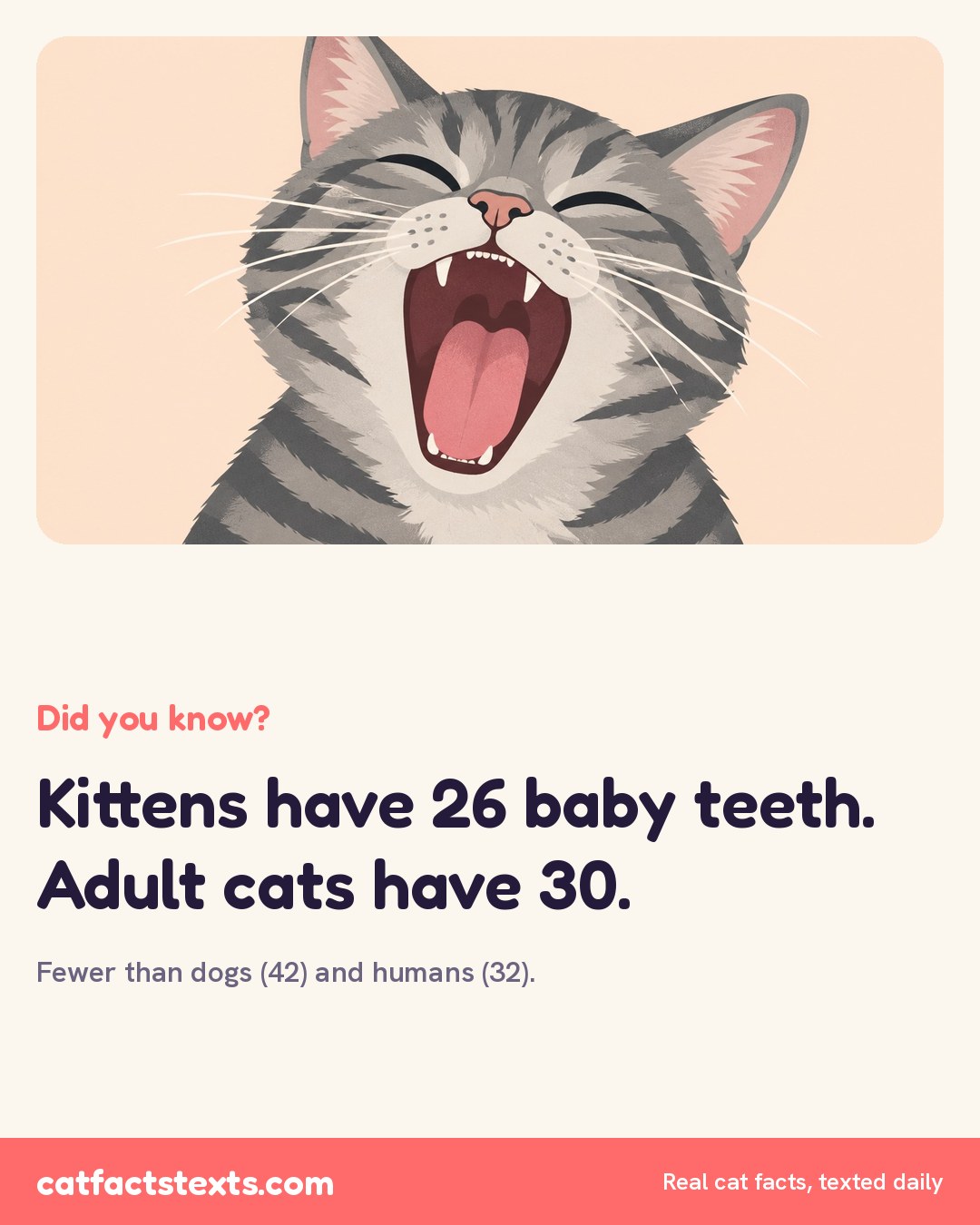 Did you know card: kittens have 26 baby teeth and adult cats have 30