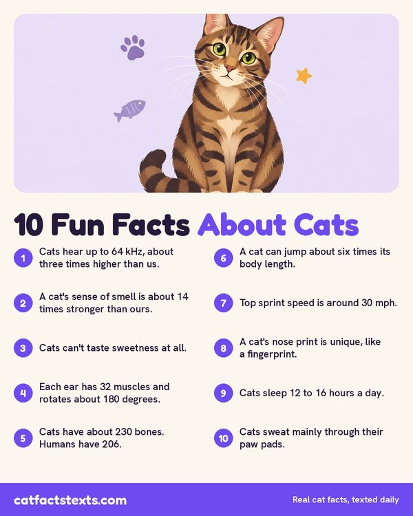 Infographic: 10 fun facts about cats, including that cats can't taste sweetness, have about 230 bones, and sleep 12 to 16 hours a day