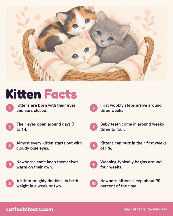 Infographic: 10 kitten facts, from eyes that open around days 7 to 14 to purring in the first weeks of life
