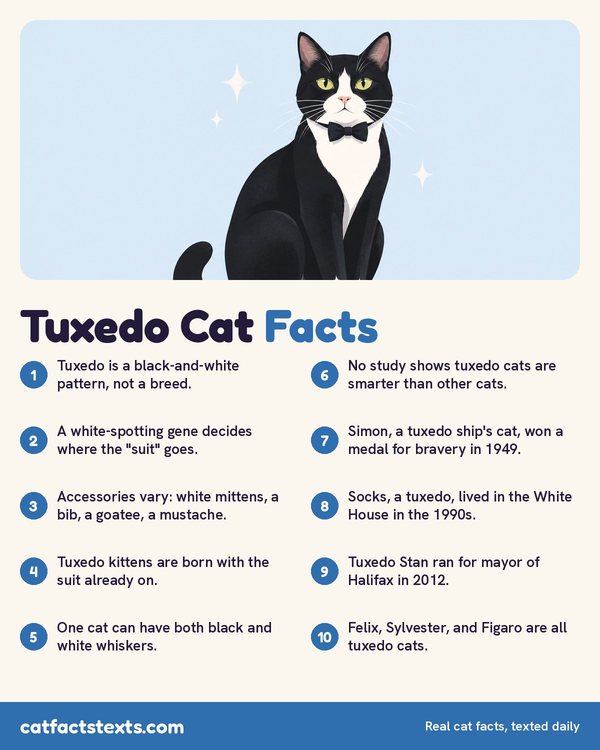Infographic: 10 tuxedo cat facts, from the white-spotting gene to famous tuxedo cats like Socks and Felix